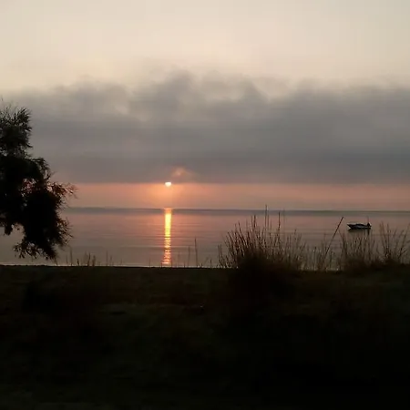 Anemones & - Onar Collection 4*