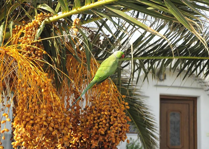 Anemones Studios&suites - Onar Collection Molos (Paros)