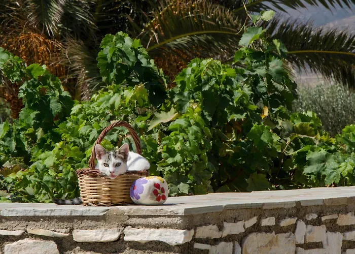 Anemones Studios&suites - Onar Collection 4*